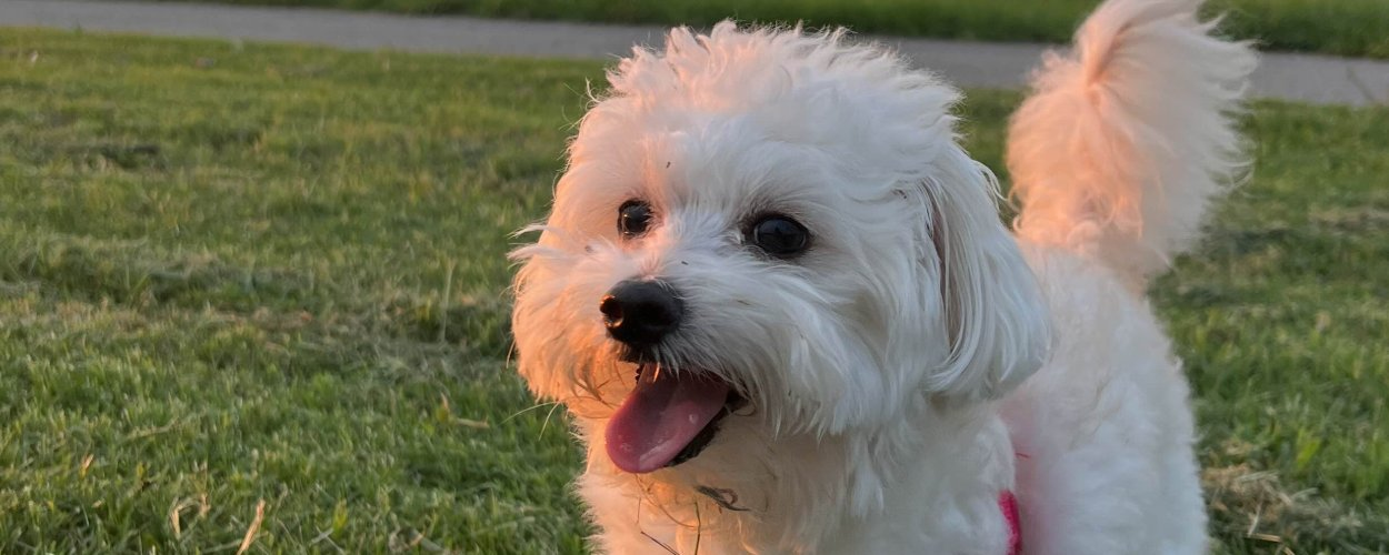 Family Seeks Reparations After Dog Killed by Cybertruck in Wisconsin